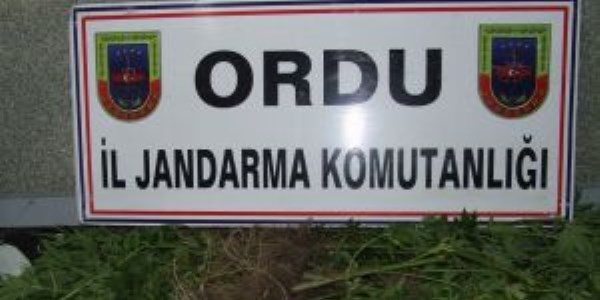 Ordu'da kenevir operasyonu