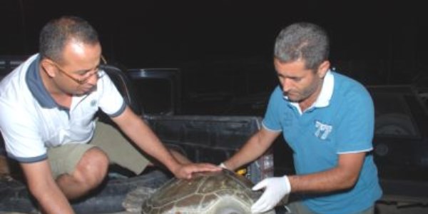 Yaralı kaplumbağa tedavi edildi