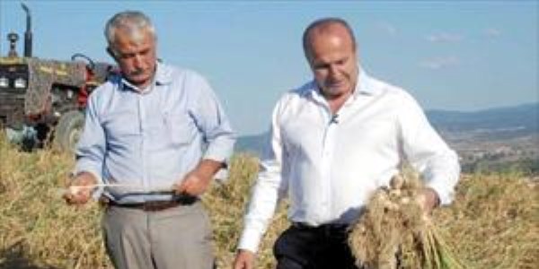 Sarımsak tarlasında mesai saat 04.00'te başlıyor