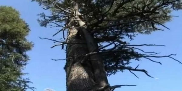 Türkiye'nin en yaşlı ağacı Antalya'da