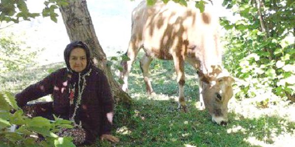 Beslediği boğanın boynuz darbesiyle parmağı koptu
