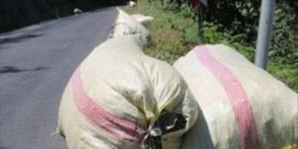 Giresun'da fındık hırsızlığı