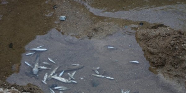 Rize'de balık ölümleri