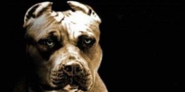 Kendini Pitbull'dan zor kurtard�
