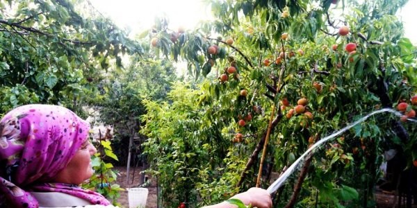 S�caktan bunalan meyveleri, serinletti