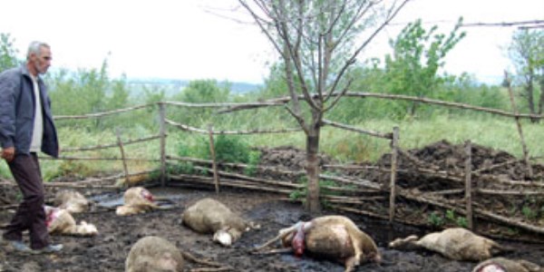 Simav'da kurtlar�n sald�rd��� 16 koyun telef oldu