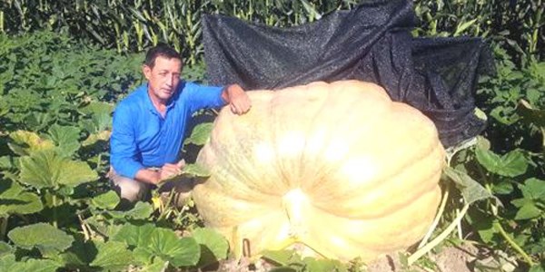 350 kiloa��rl���nda bal kabaklar� yeti�tirdi