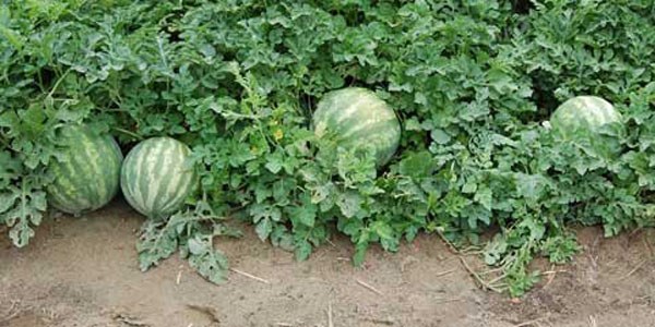 Karpuzda ekim alanı azalınca fiyatlar tavan yaptı