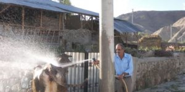 S�caktan bunalan s���rlara hortumlu serinleme