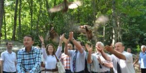 Kartepe'de 500 sülün doğaya salındı