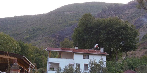 Tekirdağ'da orman yangını