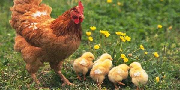 Strese giren hayvanlarda bula��c� hastal�k riski