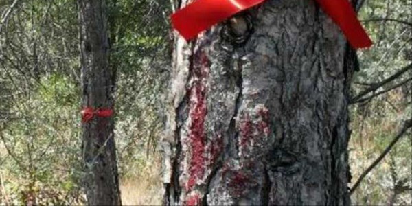 ODTÜ'de ağaçların işaretlendiği iddiası