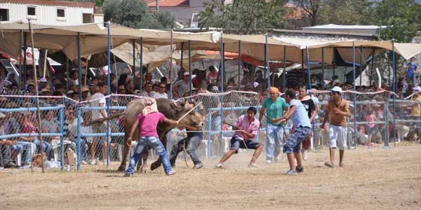 Rakibinden kaçan boğa öfkesini seyirciden çıkardı