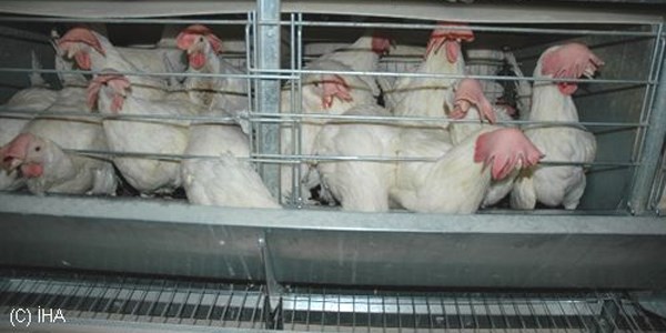Tekirdağlı çiftlik sahibi tavuklarına ilahi dinletiyor