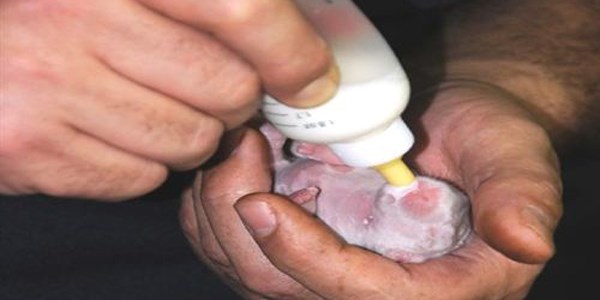Tavşanları sansar boğdu, toprak altındaki 6 yavru kurtuldu