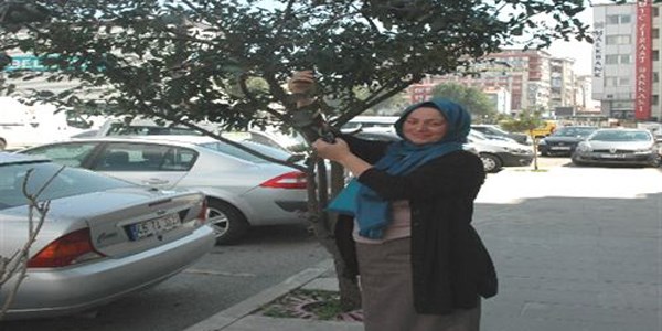 Yol ortasında bulunan elma ağacı vatandaşların ilgisini çekiyor