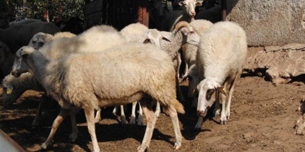 Kurban bayramı öncesi 'çiçek hastalığı' önlemi