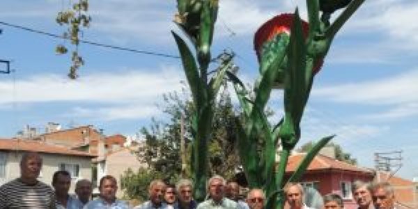 Karanfiloğlu'na karanfil heykeli