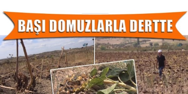 Ayçiçeği üreticisinin başı domuzlarla dertte