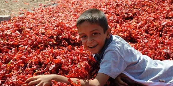 'İsot' sezonu açıldı