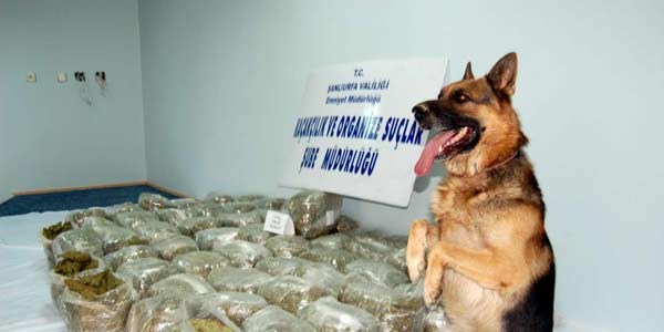 Polisin en büyük yardımcısı narkotik köpekleri