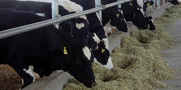 60 bin yoksul kendi işini kurdu