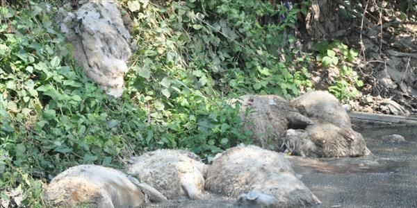 Dereye atılan koyunlar yetkilileri alarma geçirdi