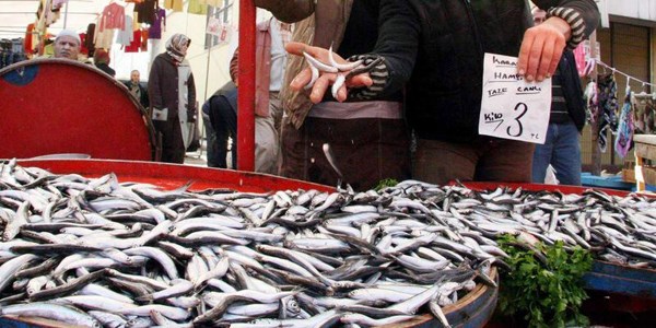 Karadeniz'de palamut erken sevindirdi
