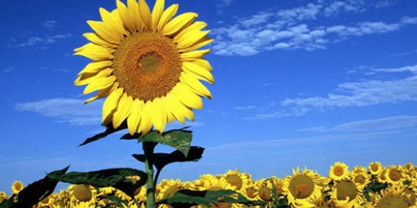 Ay�ekirde�i kanseri �nl�yor