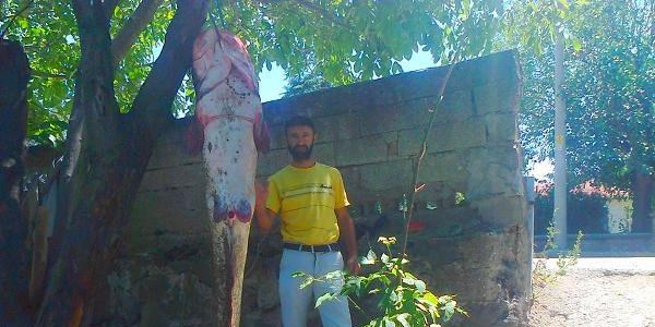 83 kiloluk yayın balığı avladı