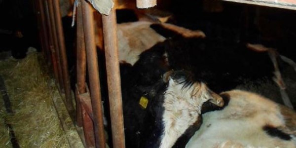 Yalova'da keneden18 inek telef oldu