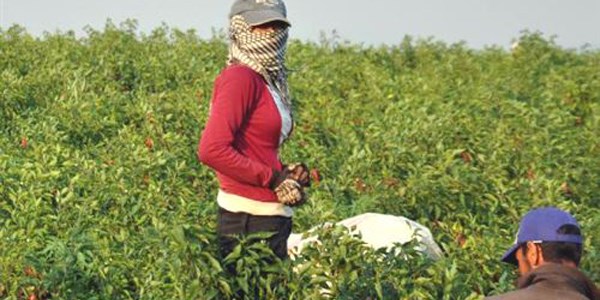 İslahiye'de 'kırmızı altın' hasadı başladı