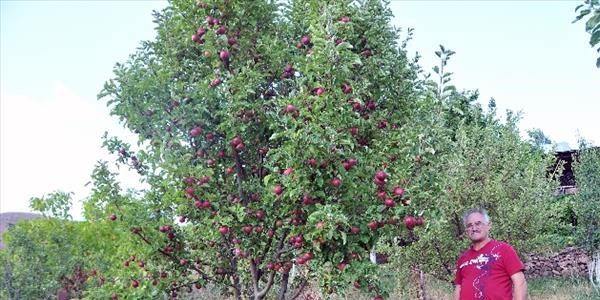 Gümüşhane elması küllerinden doğuyor