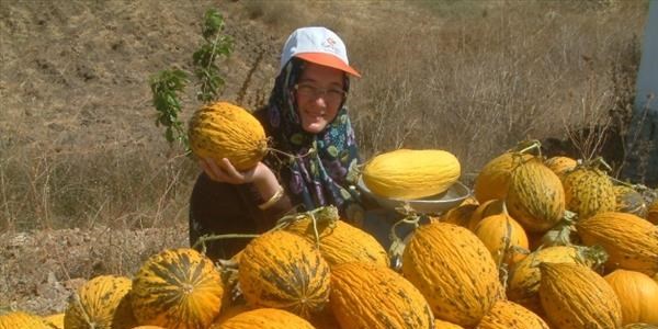 Kavunlar, niversiteli Fatma'ya harlk olacak