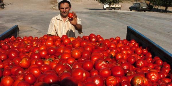 �nl� �anakkale domatesi hayvan yemi oldu