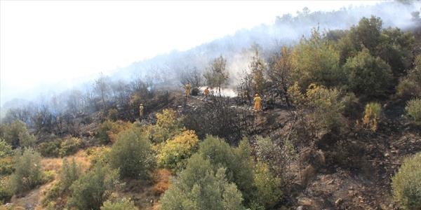 Bursa'da orman yangını