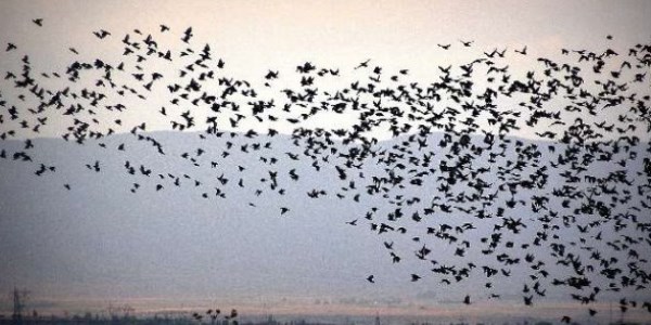 Gökyüzünde sığırcık şöleni