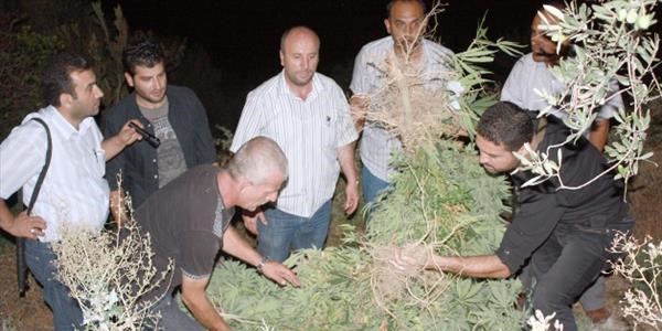 Bursa'da uyuşturucu tarlalarına baskın