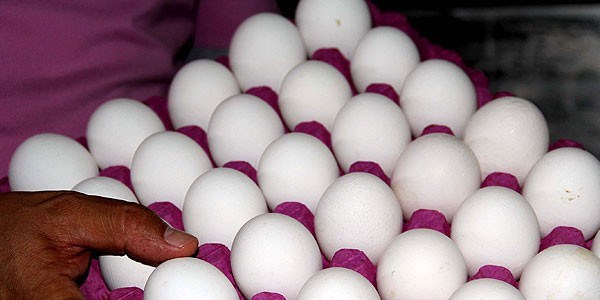 Austosun zam ampiyonu yumurta