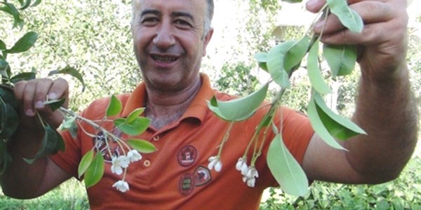 Eylülde çiçek açan armut ağacı şaşırttı