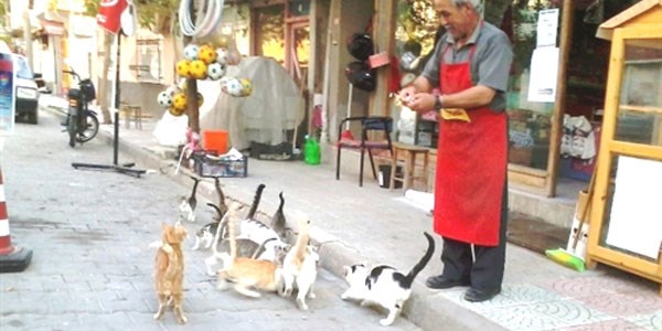 Hisarcıklı esnaf onlarca kediyi besliyor