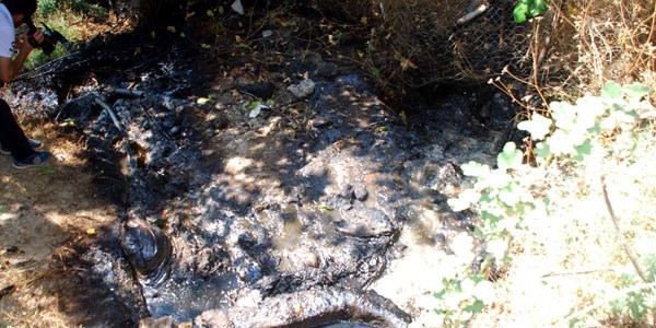 Kanalizasyona d�k�len yak�t, bah�edeki a�a�lar� kurutuyor