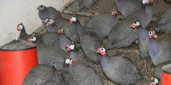 Keneye karşı Beç tavuğu