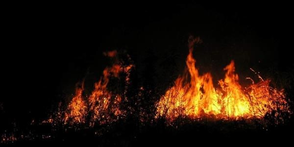 Bursa'da korkutan zeytinlik yang�n�