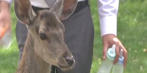 Köpekten kaçan geyik yavurları otele sığındılar