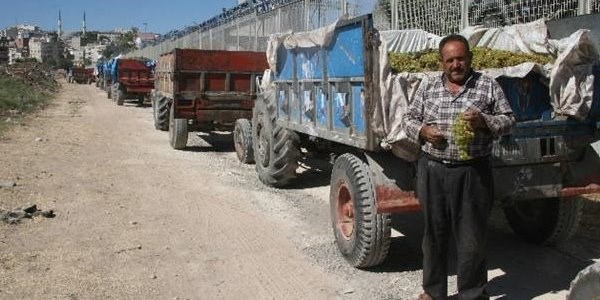 Suma Fabrikası'na üzüm alımları sürüyor