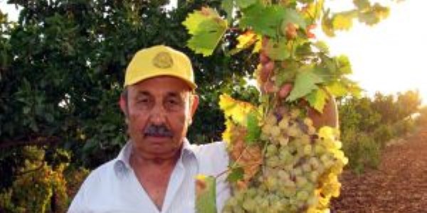 Araban ilçesi organik üzüm yetiştiriciliği