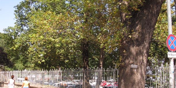Tarihi ağaçlara hayat hakkı yok