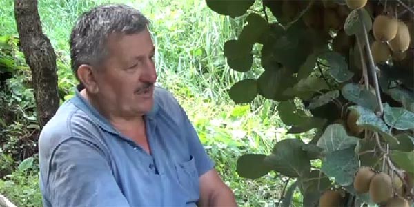 Karadeniz inadı yüzde 80 eğimli araziye kivi bahçesi yaptırttı